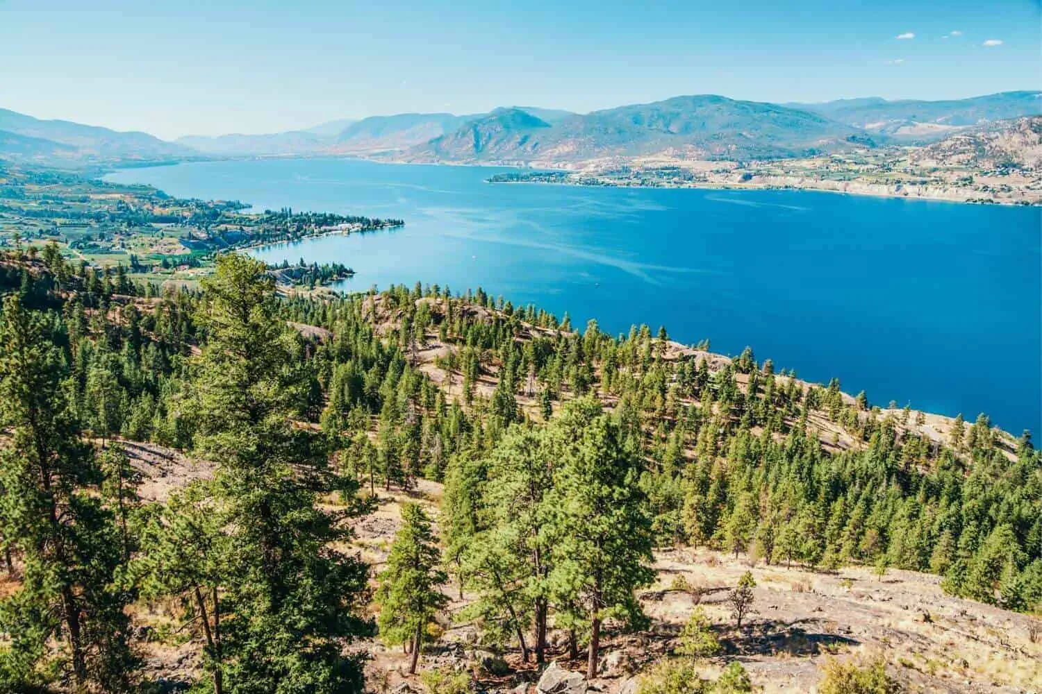 View from a pine-covered mountain towards a lake in British Columbia, Canada
