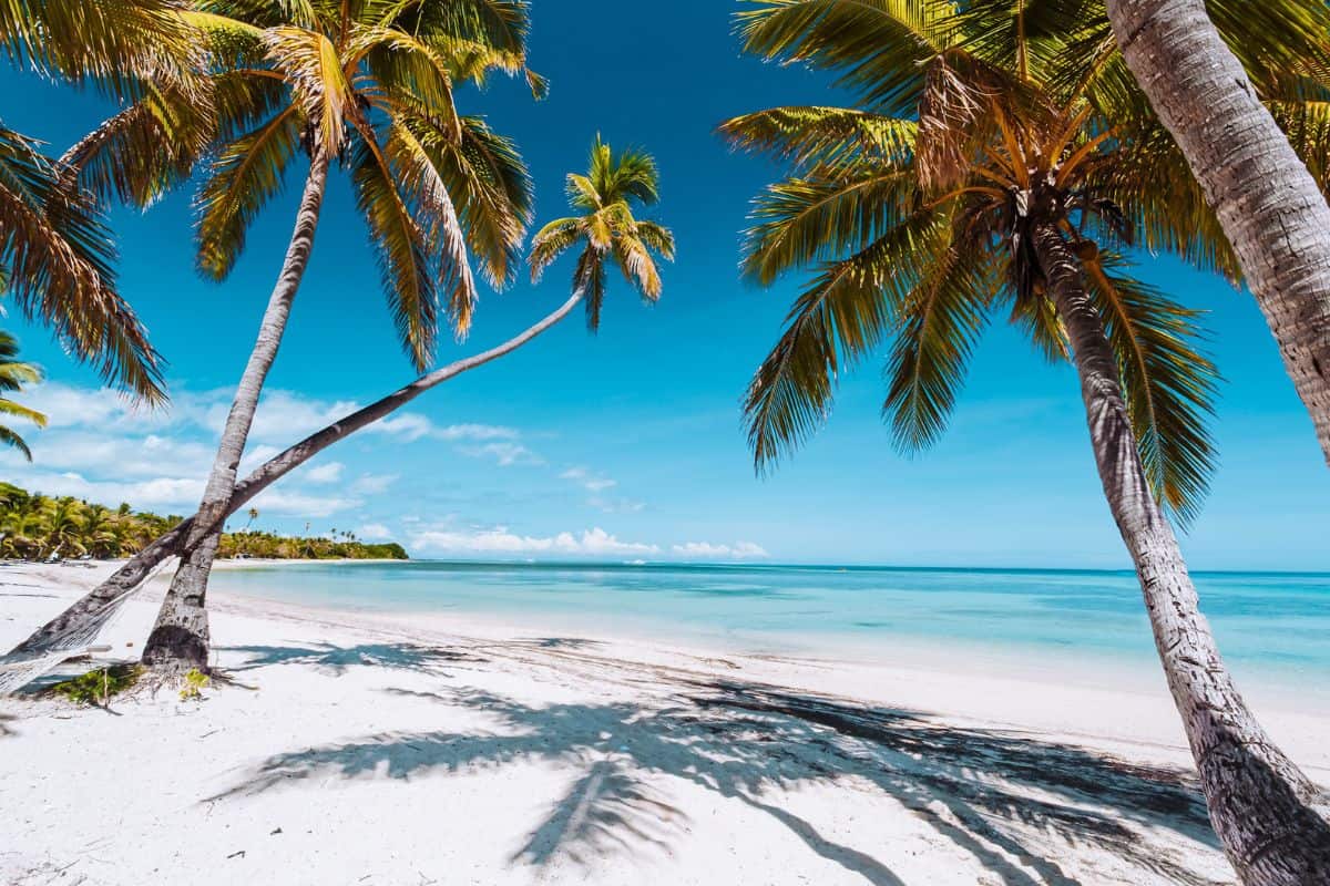 Several palm trees hanging over a tropical, white sand beach in Fiji