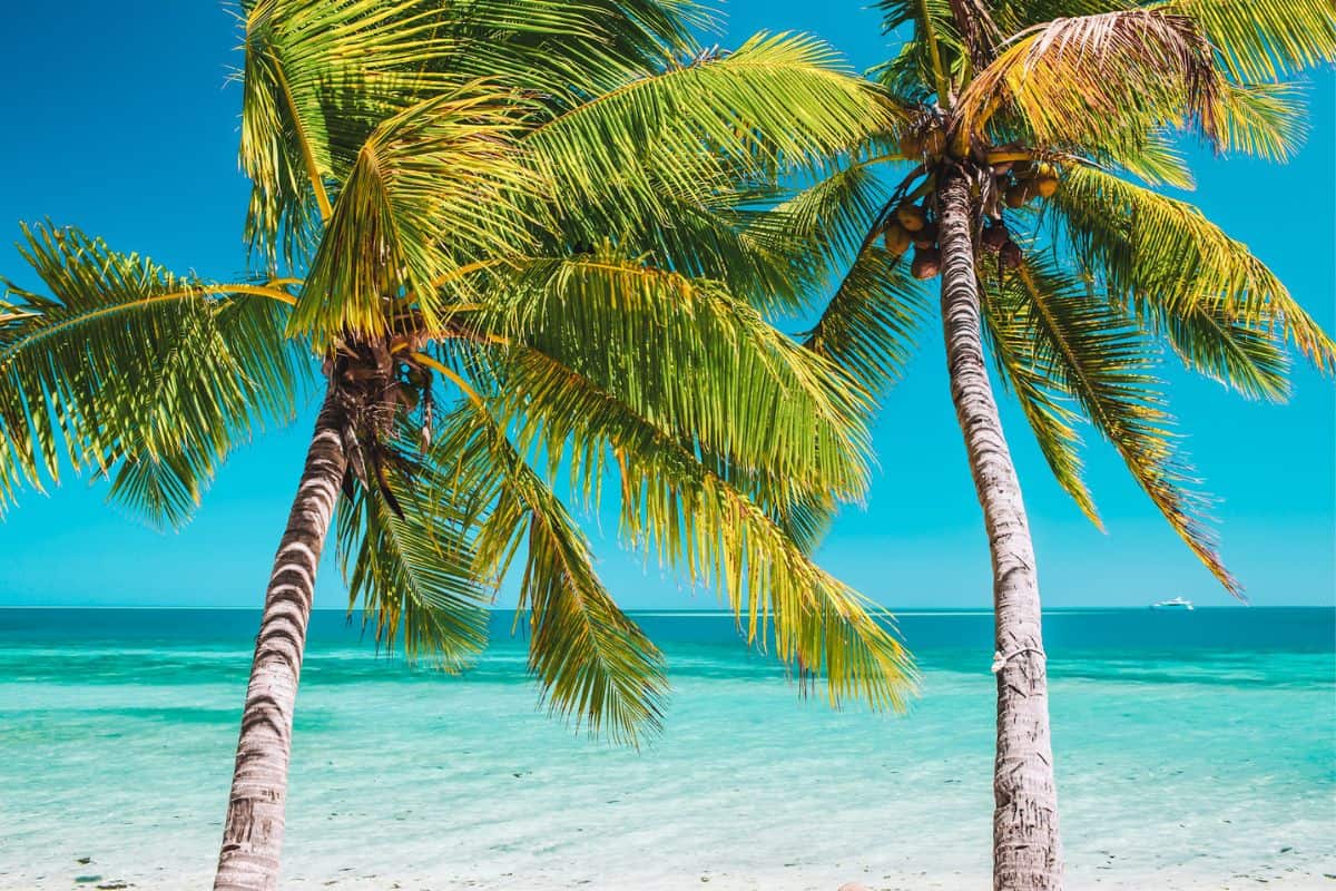Two palm trees on a tropical beach in Fiji