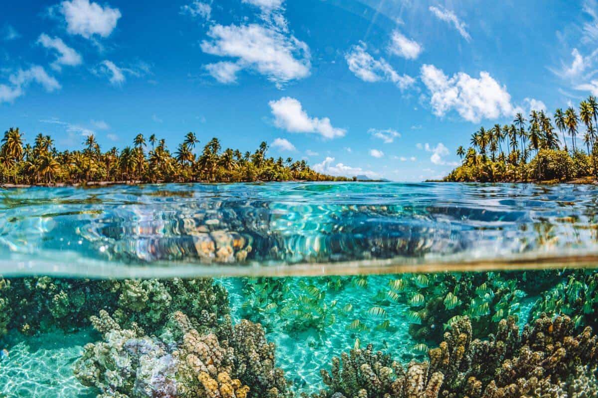 Vibrant coral and fish seen under the water in Bora Bora
