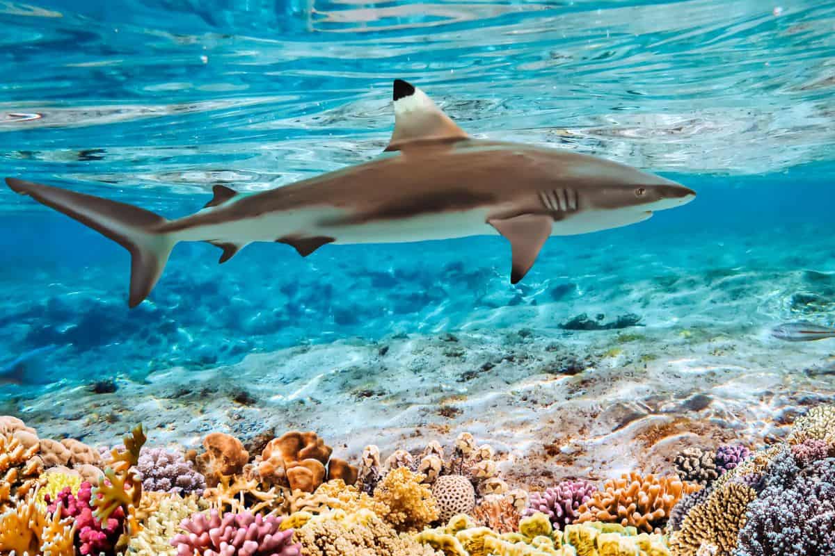 A reef shark swimming above bright coral