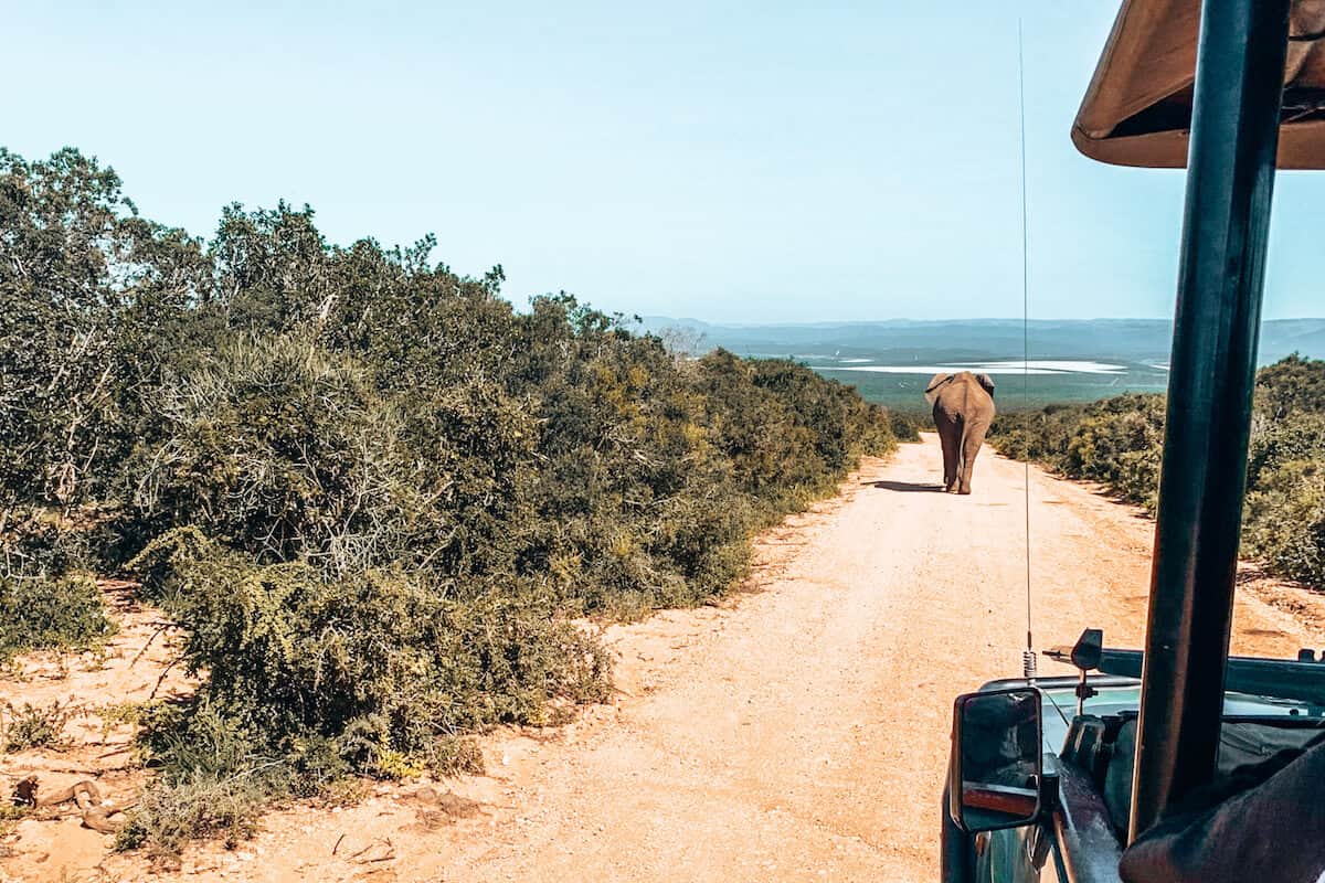 An elephant walking in the road in front of a safari jeep in a national park in South Africa