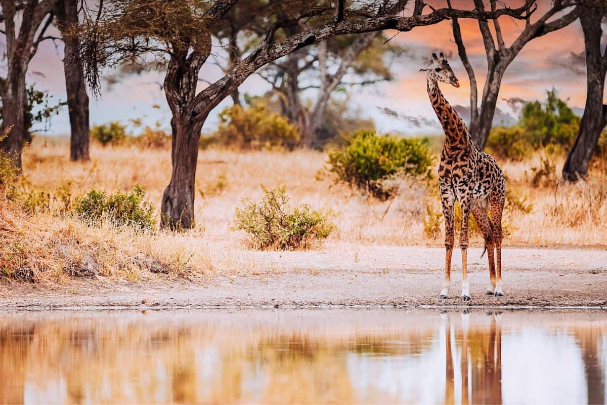 A giraffe at a water hole in Tanzania