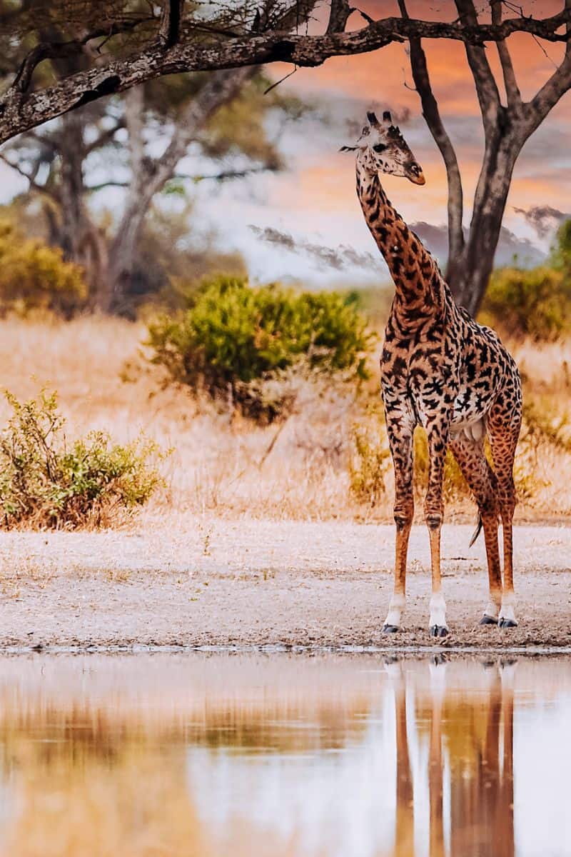 A giraffe at a water hole in Tanzania
