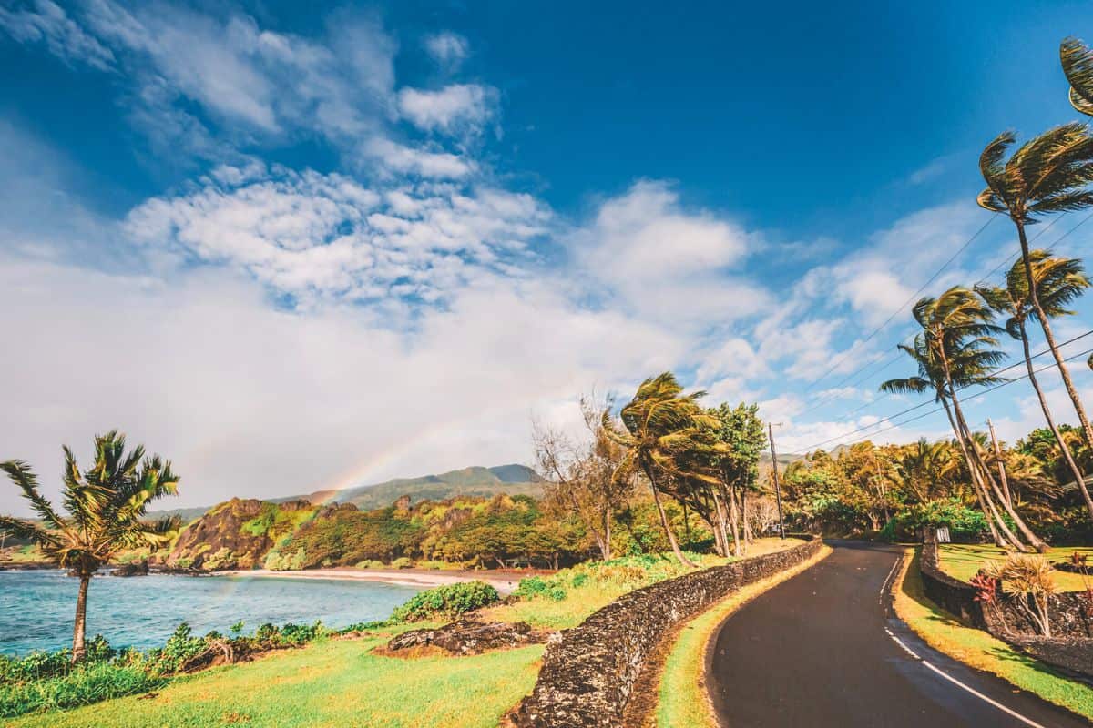 A road in Hawaii lined with palm trees alongside the coast