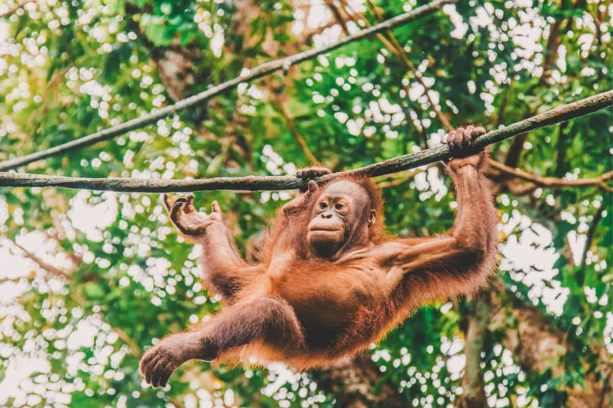 A baby orangutan swinging in the trees in Borneo