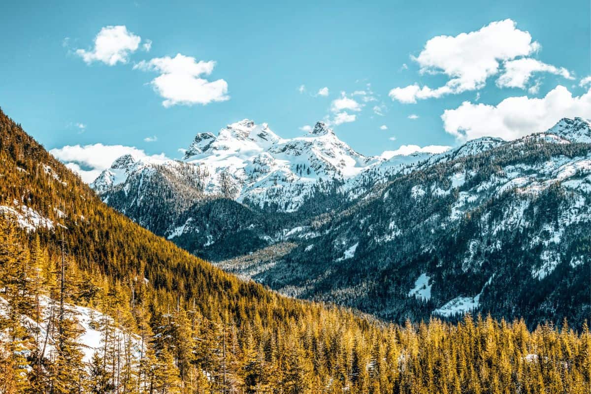 A view across pine forest towards snow-capped mountains in British Columbia, Canada