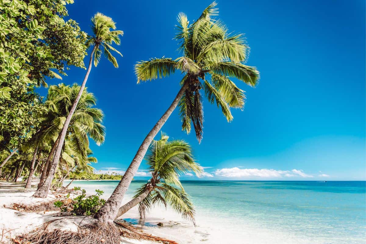Several palm trees hanging over a white sand tropical beach in Fiji