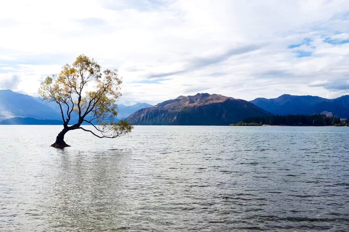 A tree growing in a lake surrounded by mountains in New Zealand