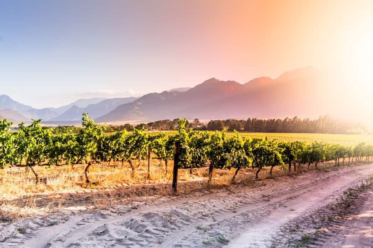 A vineyard in the Cape Winelands, South Africa, at sunset