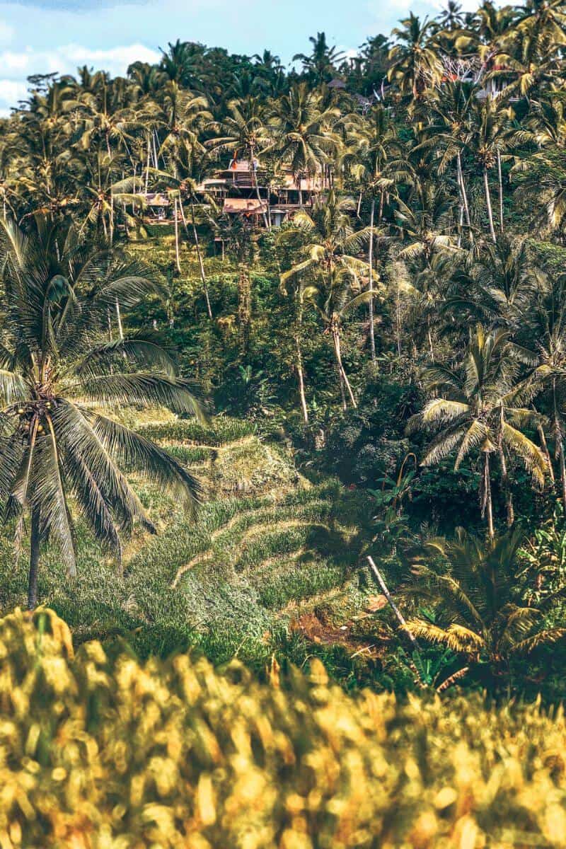 View across Tegalalang Rice Terrace in Bali, surrounded by palm trees and jungle