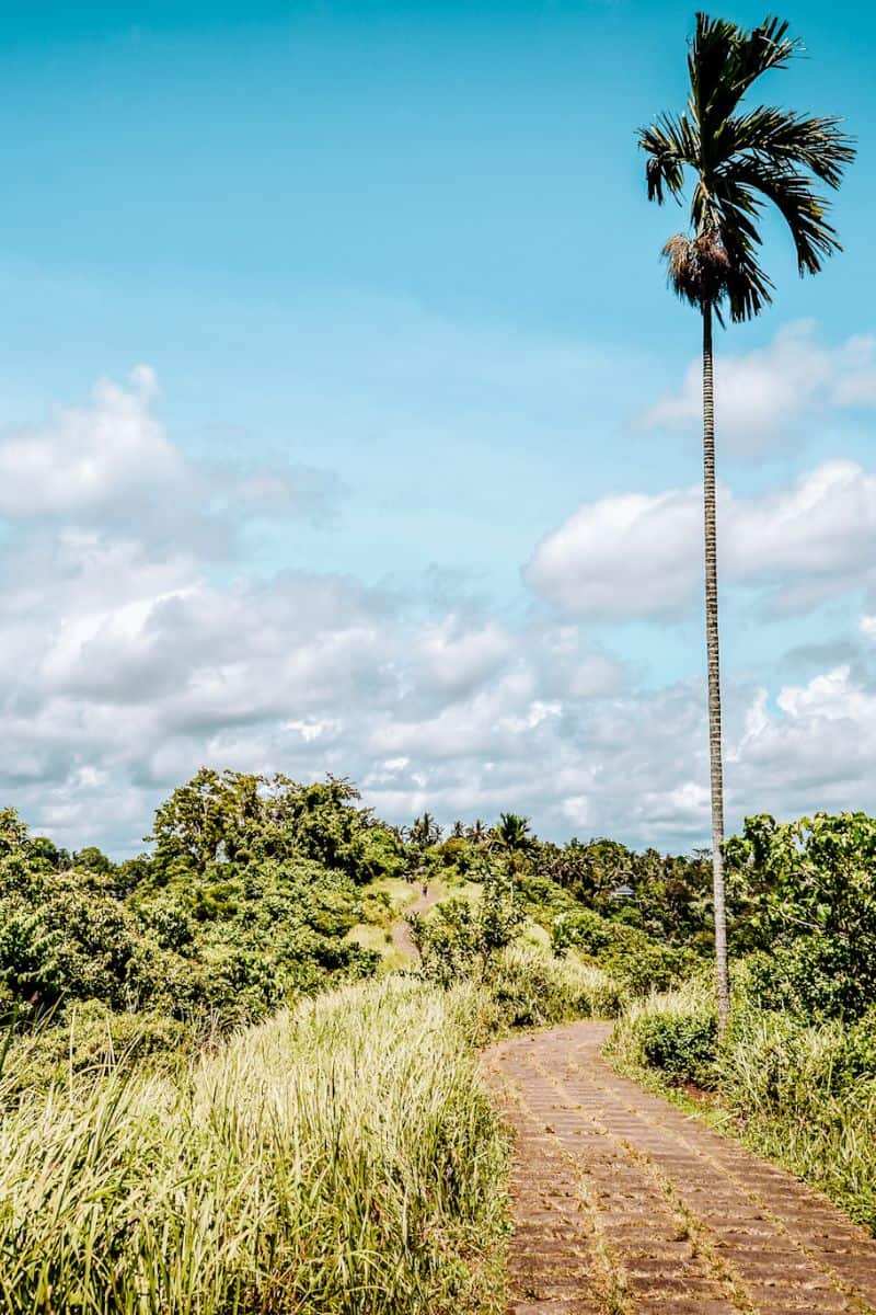 A stone path through lush green nature along the Campuhan Ridge Walk in Ubud, Bali