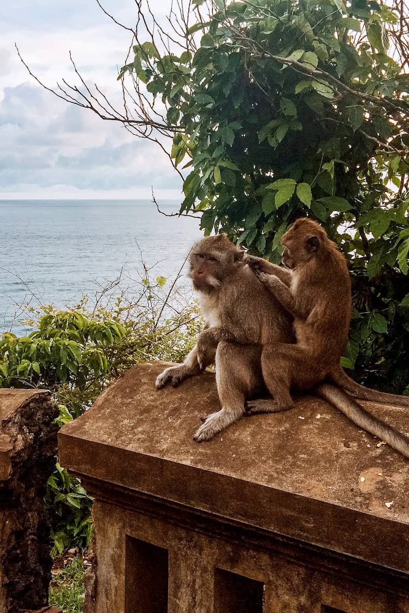 Two monkeys sat on a wall on a cliff edge overlooking the ocean in Uluwatu, Bali