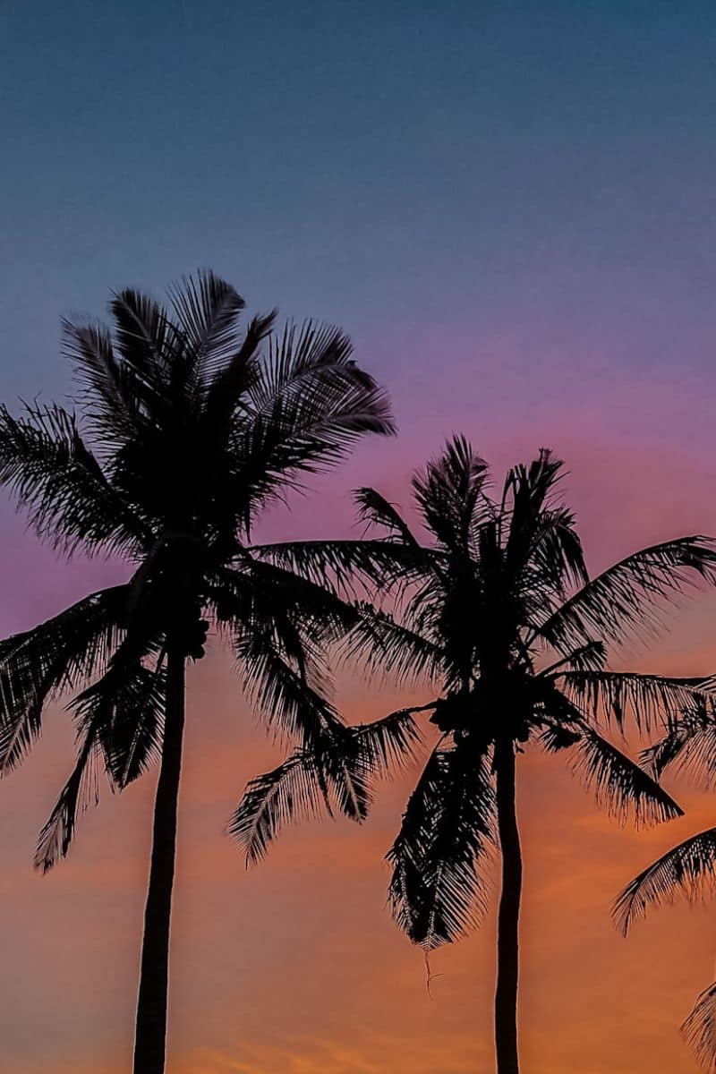 The outline of several palm trees set against a bright orange and purple sunset in Bali