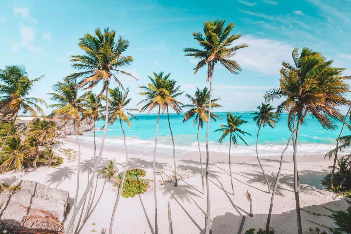 Palm trees scattered across a white sand beach in Barbados