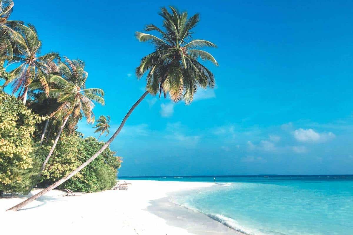 A palm tree hanging over a white sand beach with the backdrop of a clear blue sky