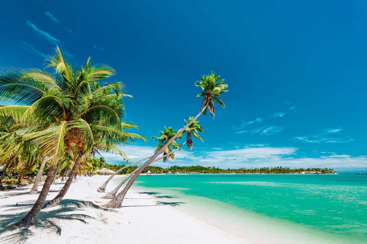 Palm trees on a white sand beach in Fiji
