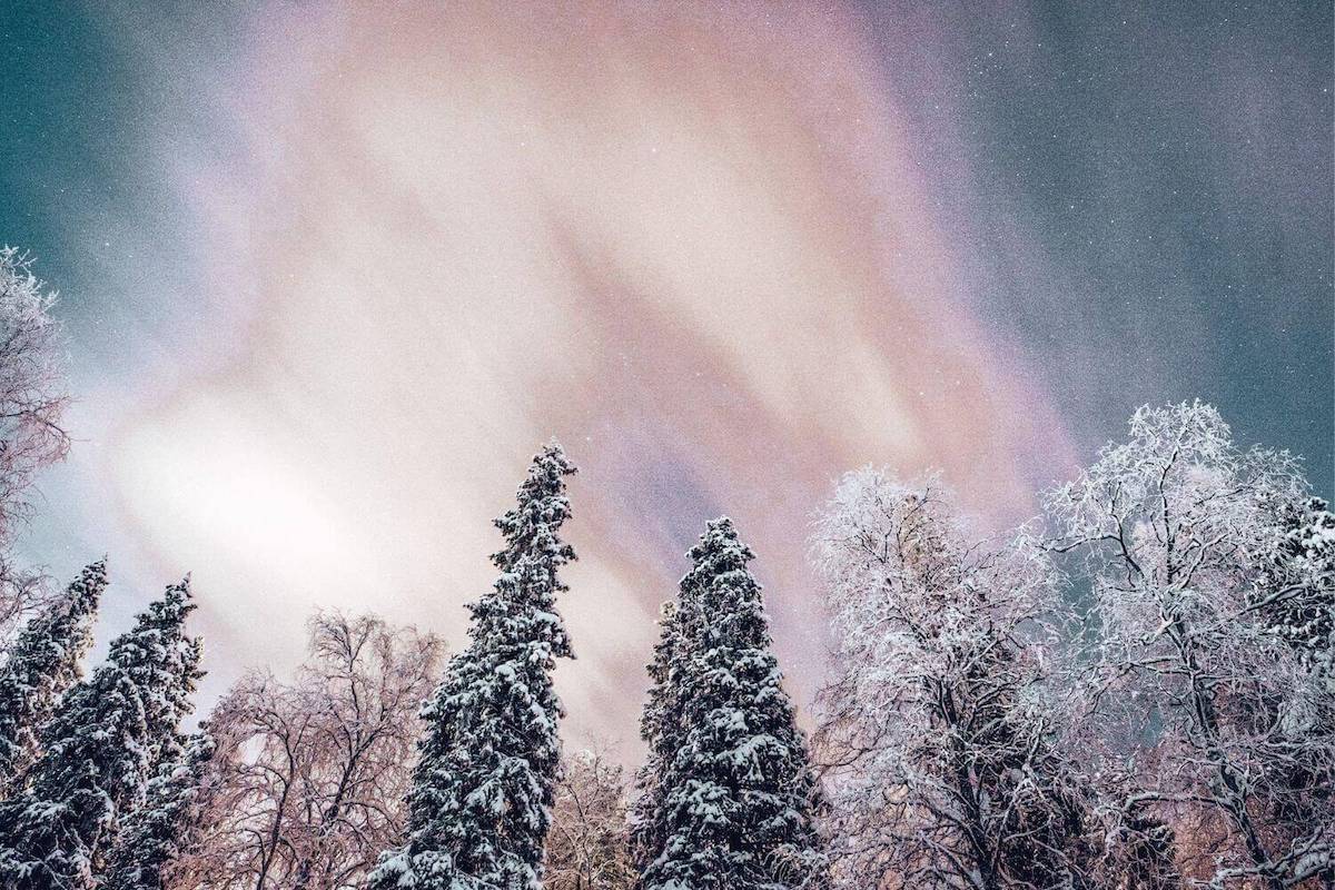 The tops of snow-capped trees in front of a purple winter sky in Finnish Lapland