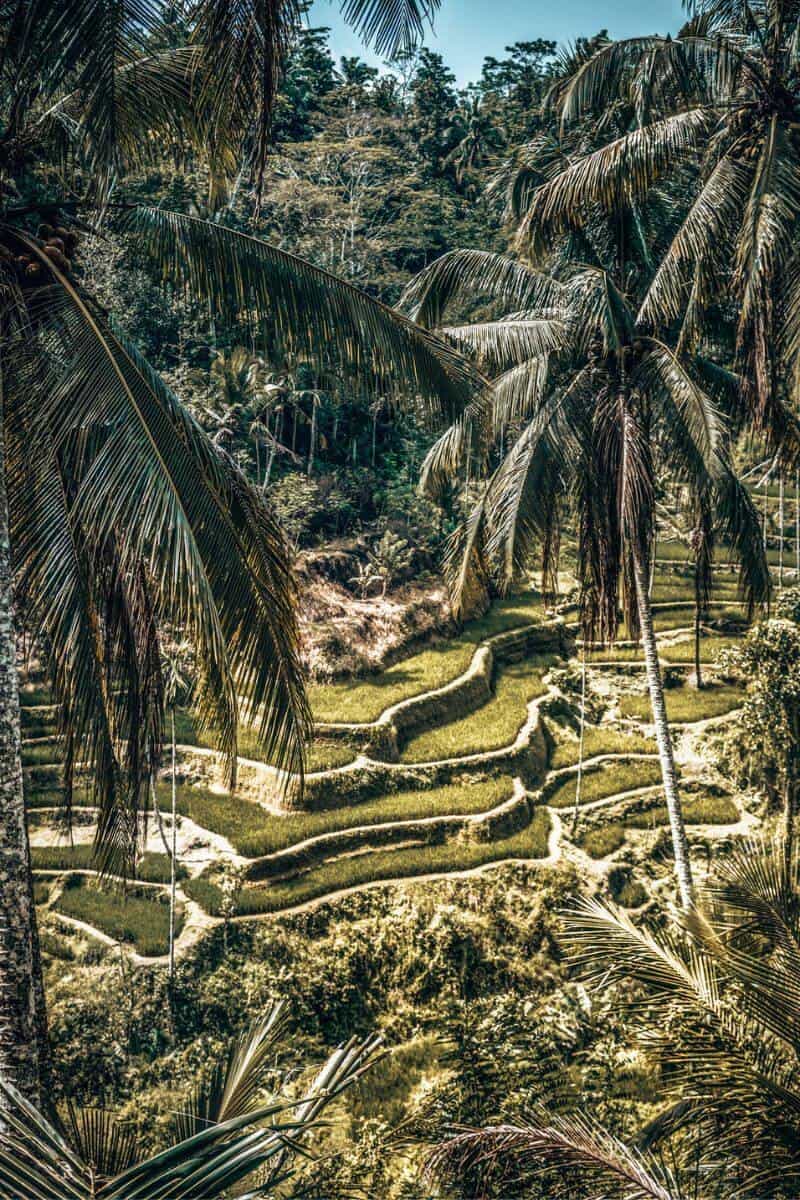 Rice terraces in Bali framed by palm trees