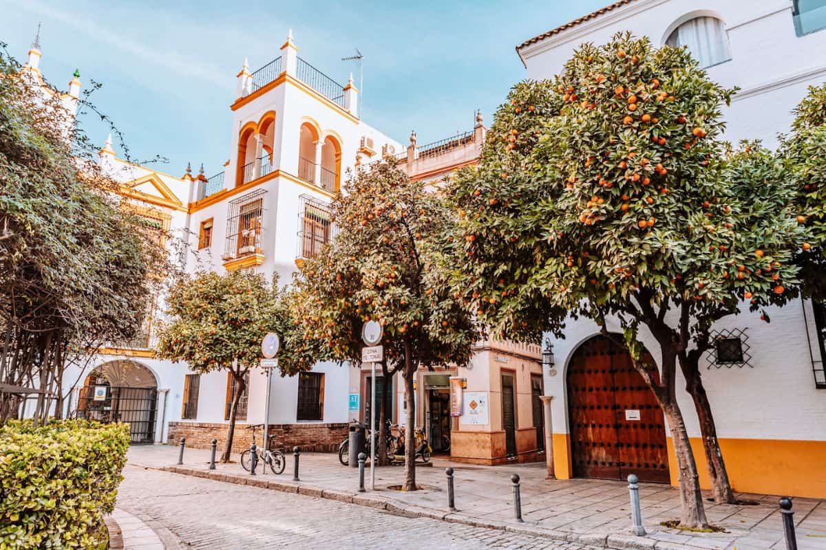 A pretty street in Seville lined with orange trees