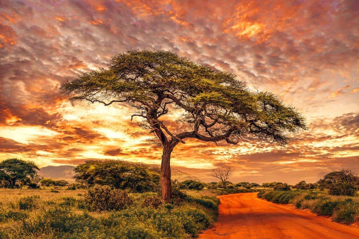 A red road and bushland in a national park in Kenya at sunset