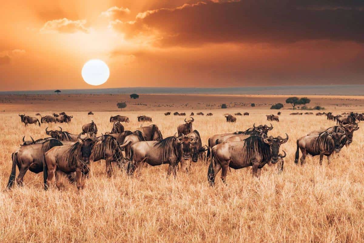 Wildebeest on a Kenyan plain under an orange sun
