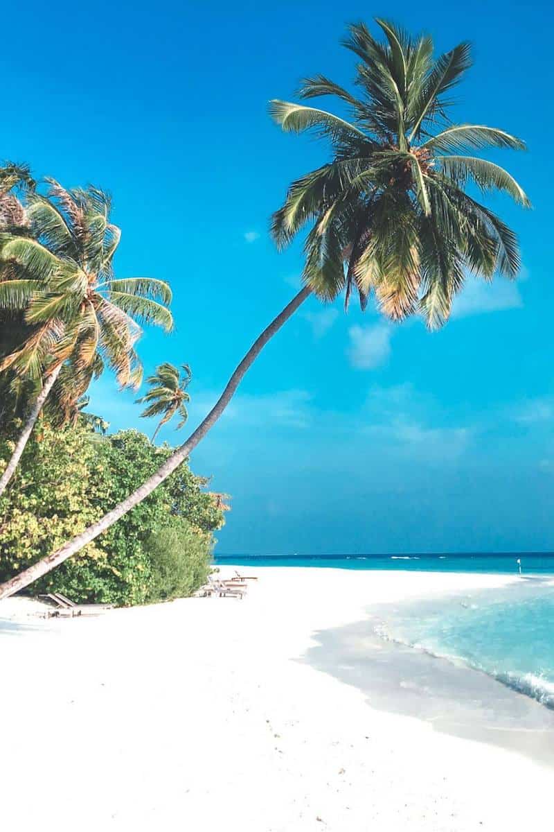 A palm tree hanging over a white sand beach in the Maldives