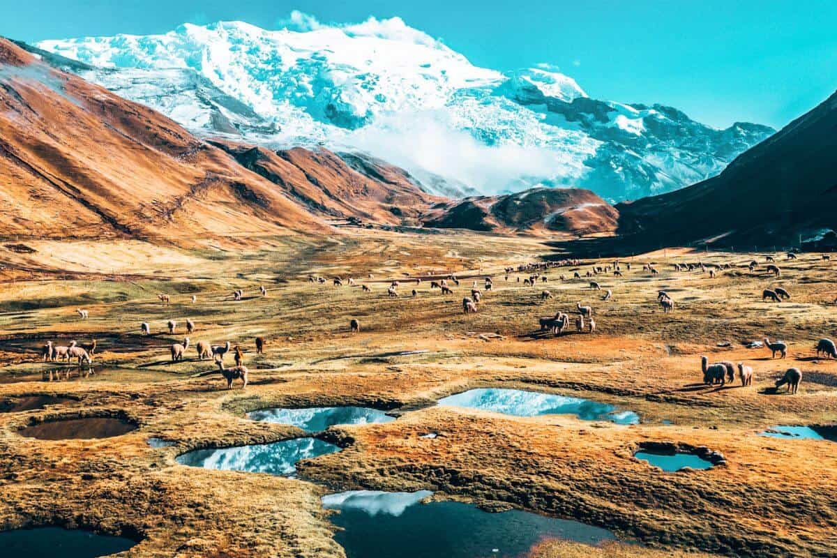 Alpacas in a mountain valley in Peru 