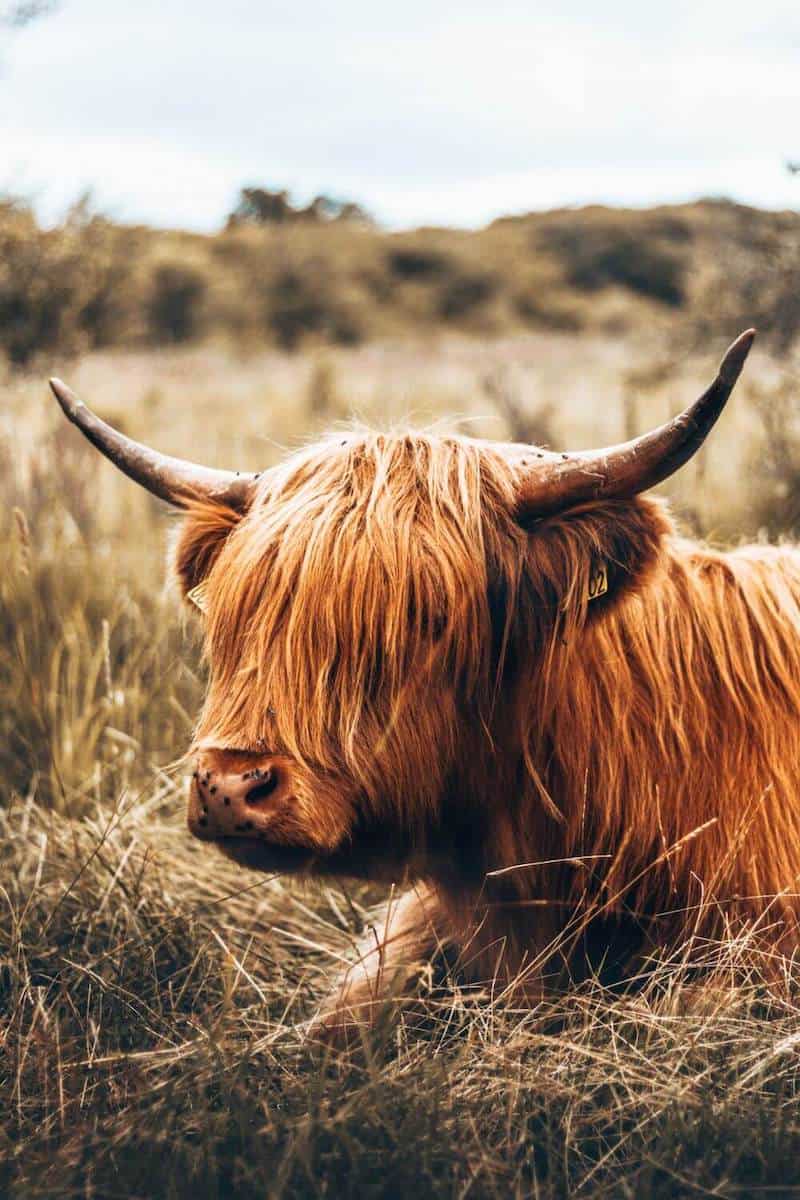 An adorable Highland cow lying in the grass