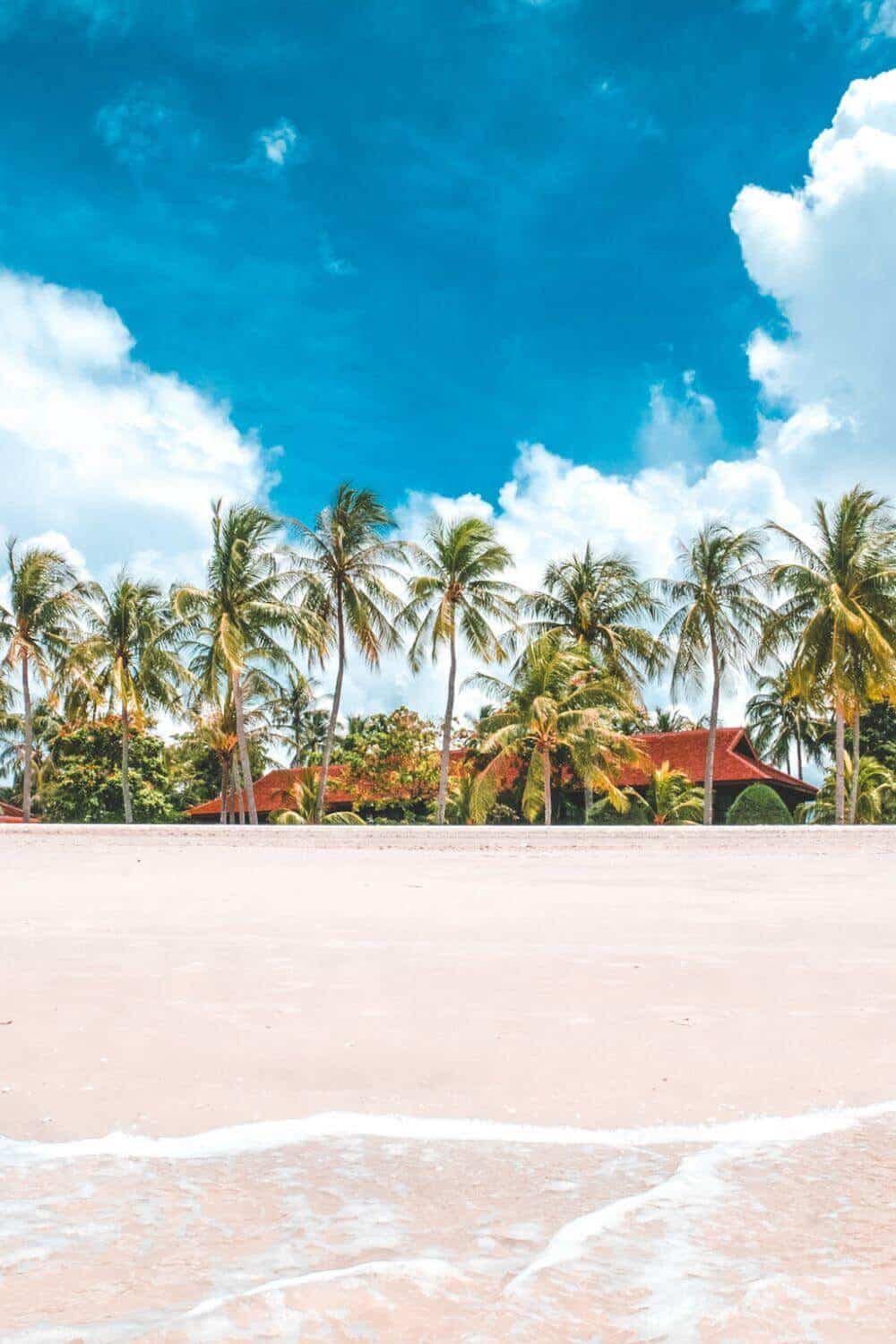 A pink sandy beach fringed with palm trees in Malaysia