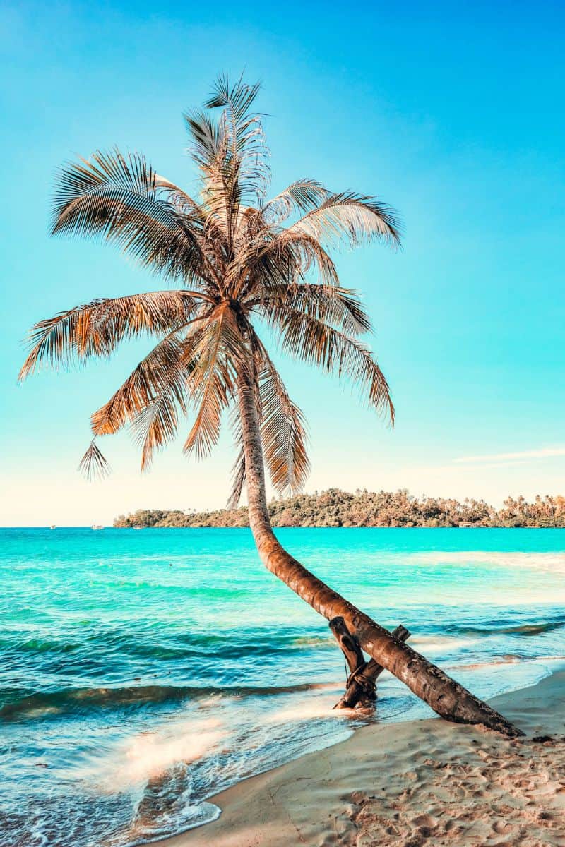 A lone palm tree on a tropical island beach in Thailand