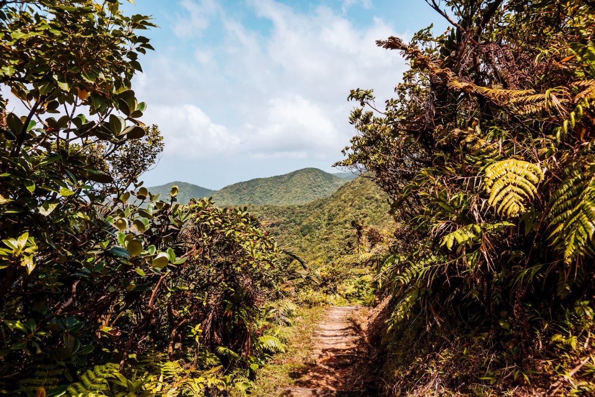 A scenic, tropical mountain trail in Dominica in the Caribbean