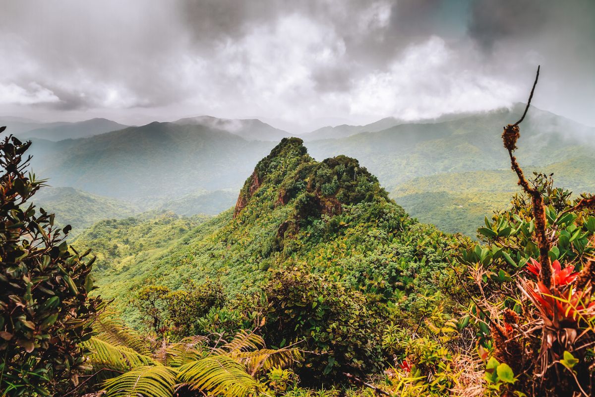 Tropical mountain landscape with dense jungle and misty mountains in the background