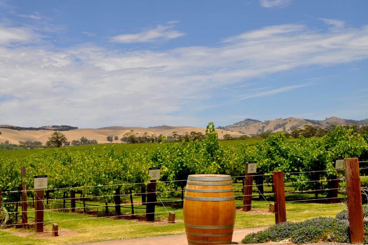 Rolling vineyards at a wine estate in Australia