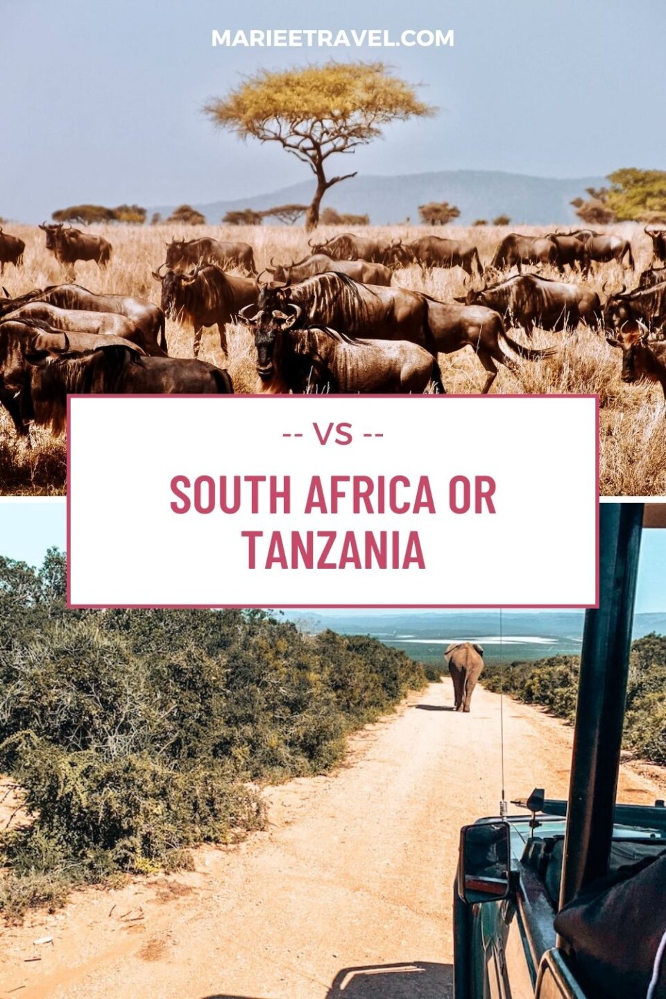 South Africa or Tanzania | Pinterest Pin