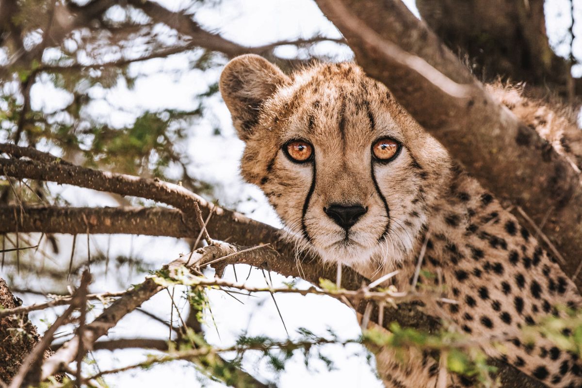 How Much Does a South Africa Safari Honeymoon Cost in 2026 (Realistic Budget Ranges)