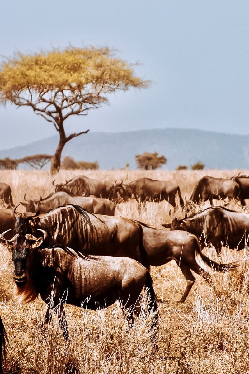 A group of wildebeest in Tanzania