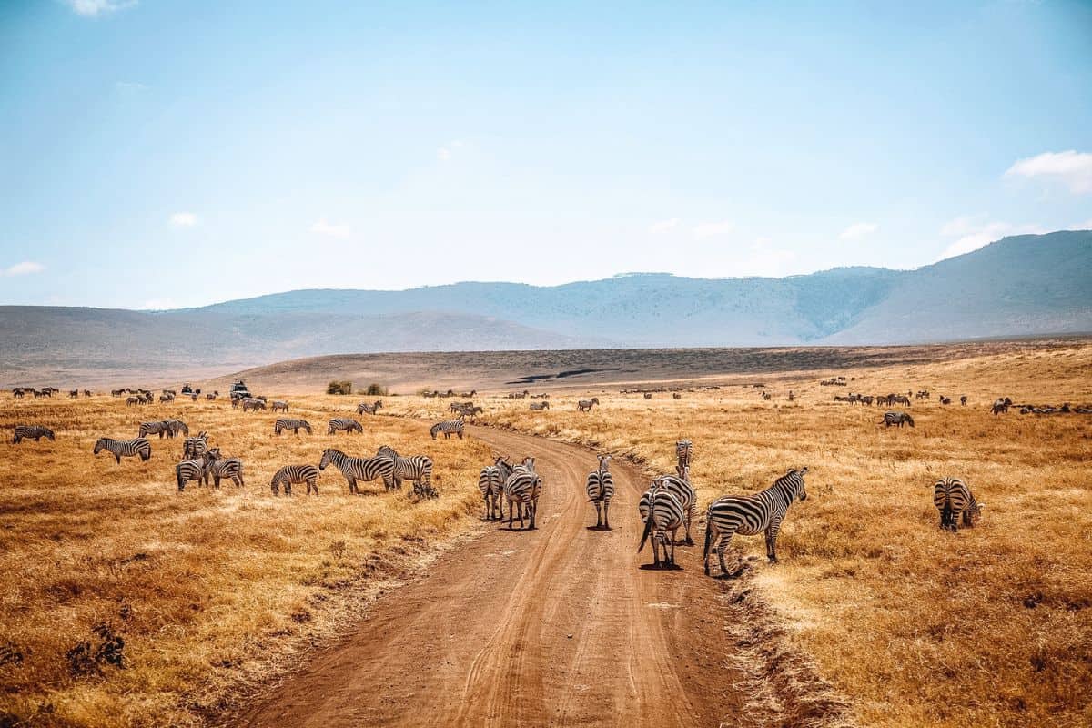 South Africa vs Tanzania Safari: Which Is Best for a Honeymoon?