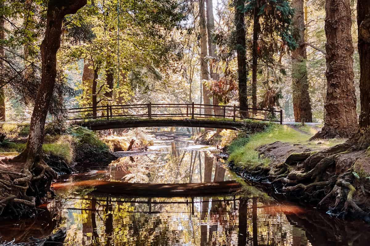 A bridge crossing a small river in a forest in England