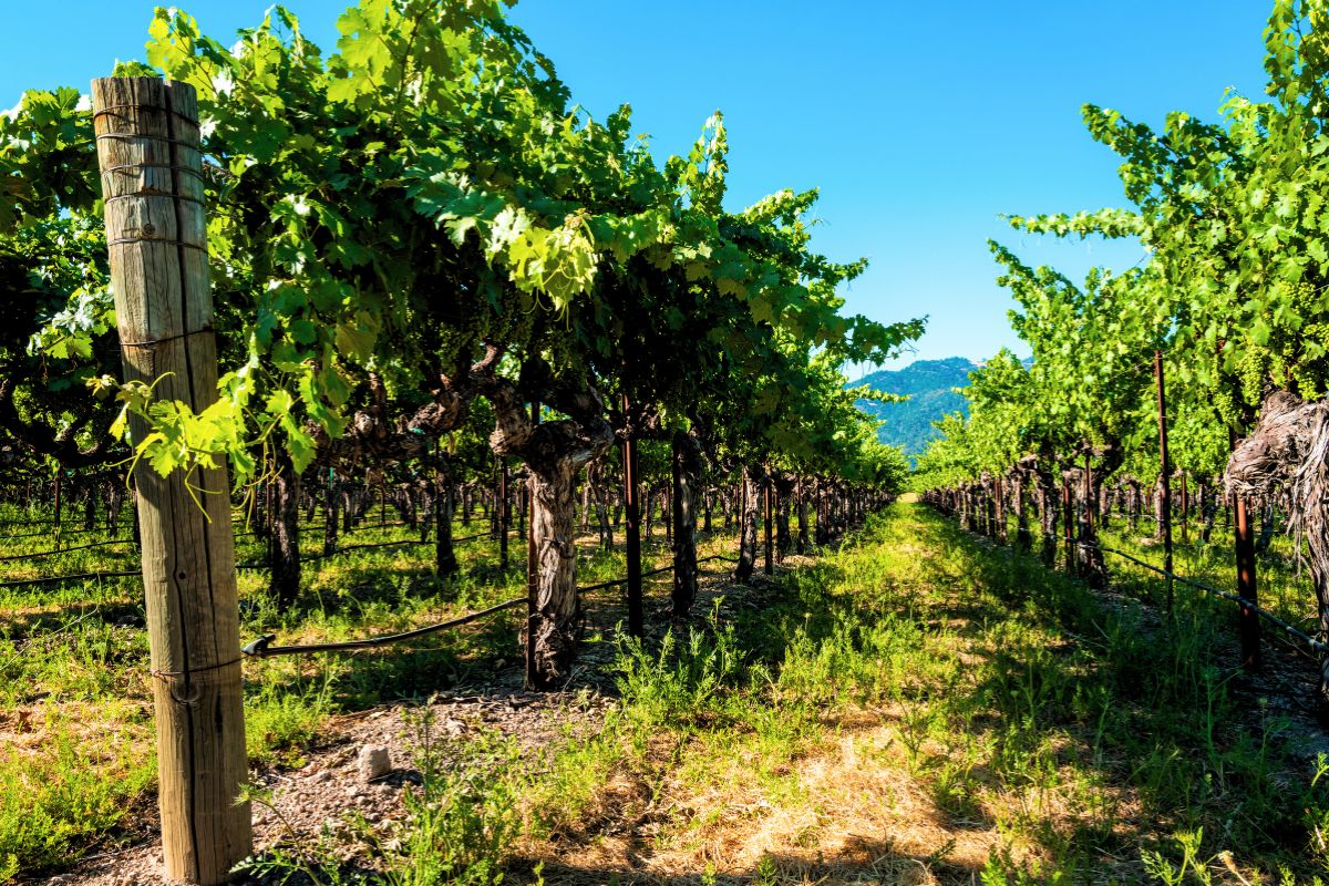 A vineyard on a summer's day in the Napa Valley in California, USA
