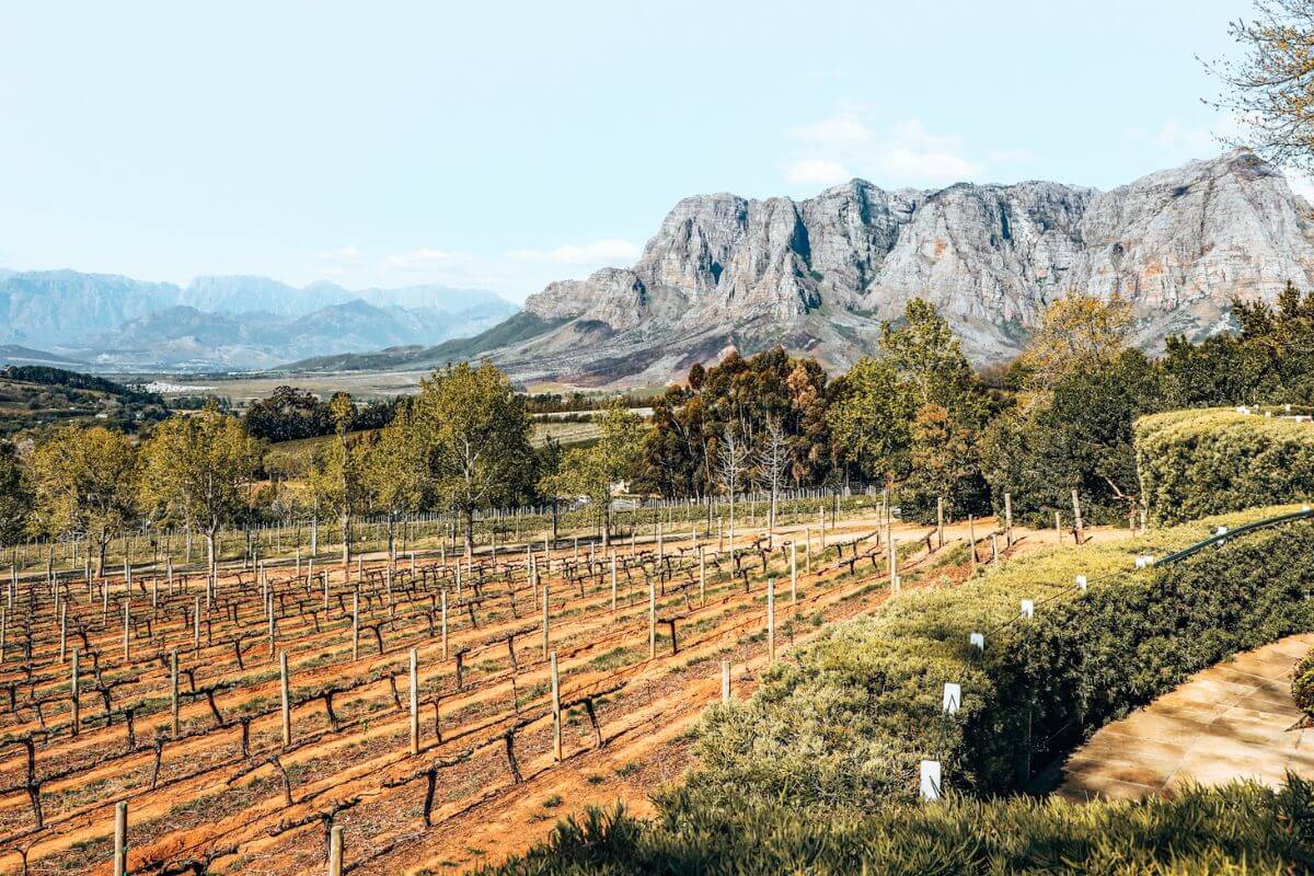 Vineyards in the Cape Winelands, South Africa