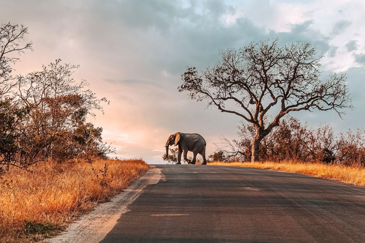 An elephant crossing a road in Kruger National Park in South Africa at sunset