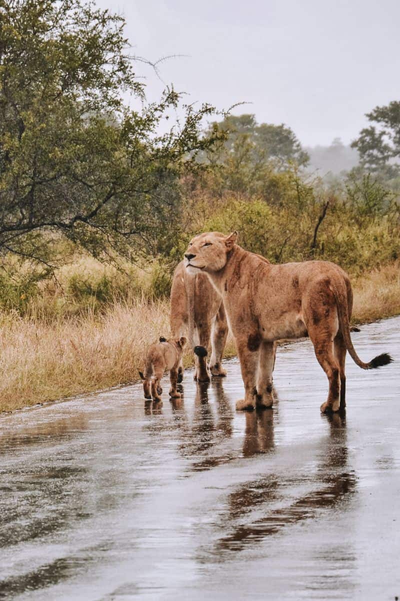 Lions in the rain in Kruger National Park, South Africa