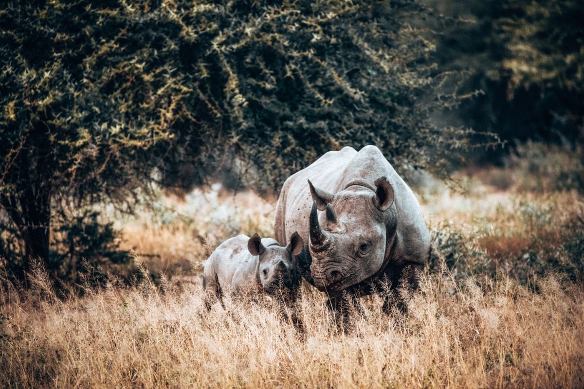 Two rhinos in Kruger National Park, South Africa