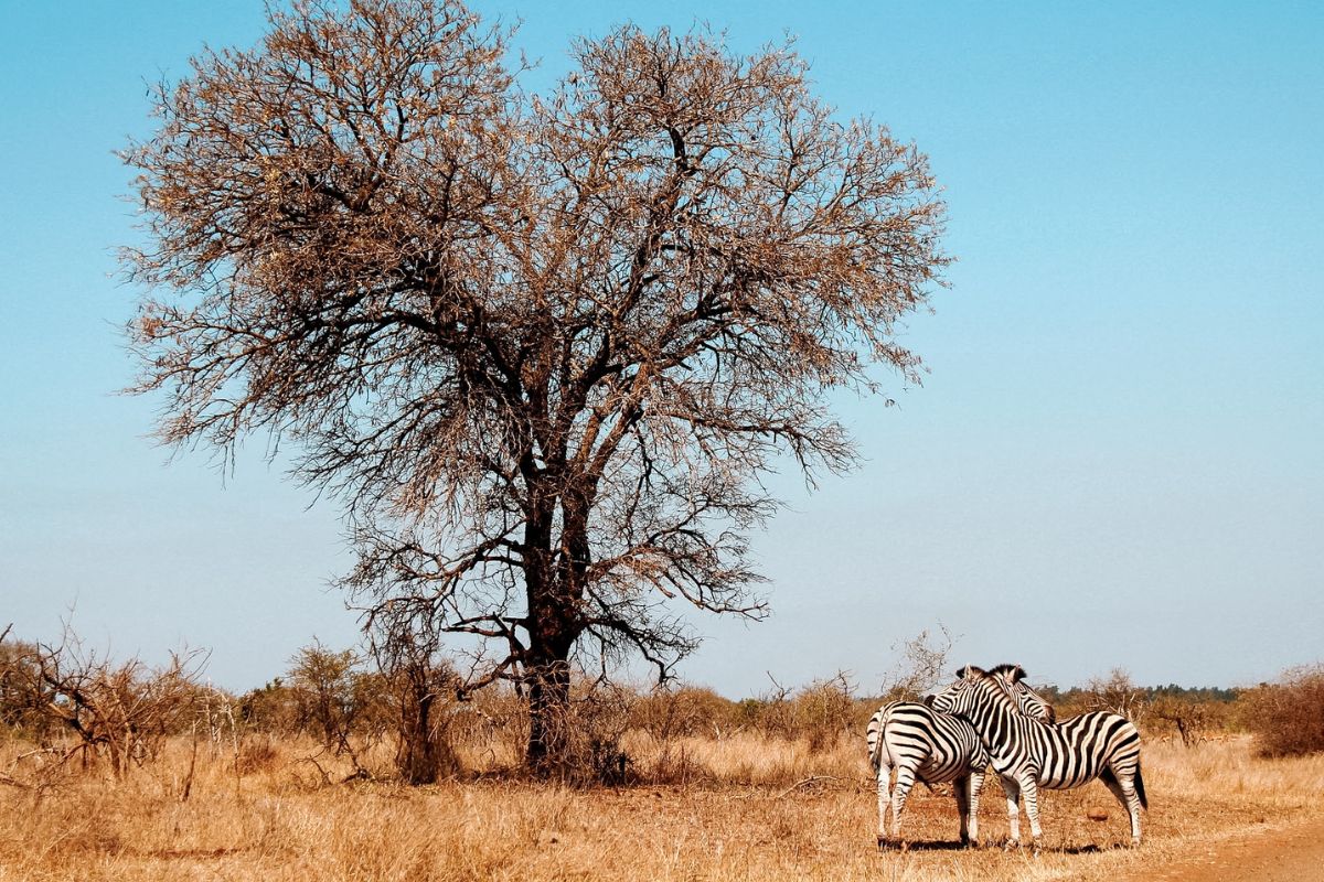 South Africa Private Reserve vs Kruger National Park: Which is Better for a Honeymoon?