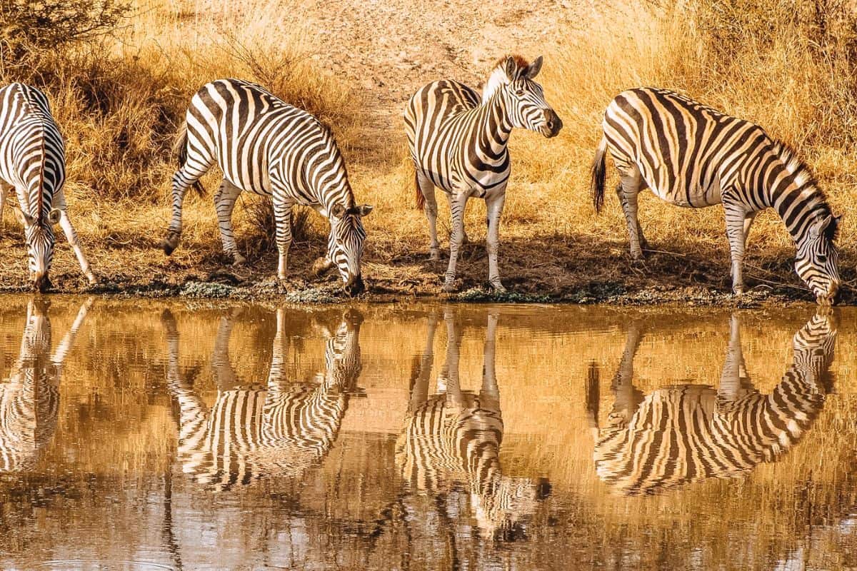 Zebras gathered at a water hole in Kruger National Park in South Africa