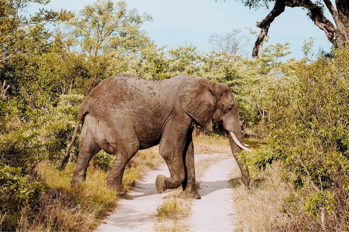 An elephant crossing closely in front of a safari vehicle in South Africa's Sabi Sands Private Game Reserve