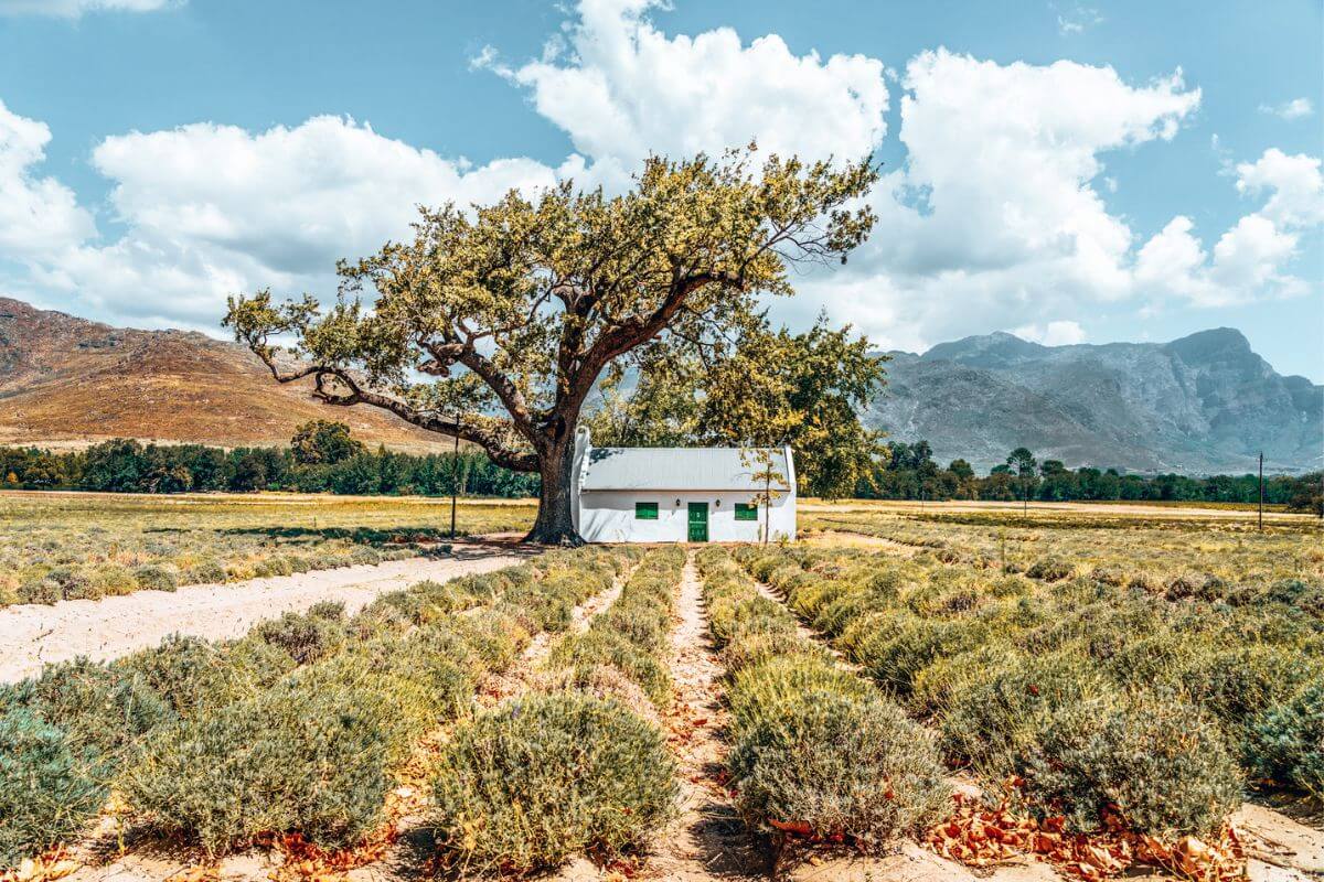 A little house within vineyards in the Cape Winelands in South Africa