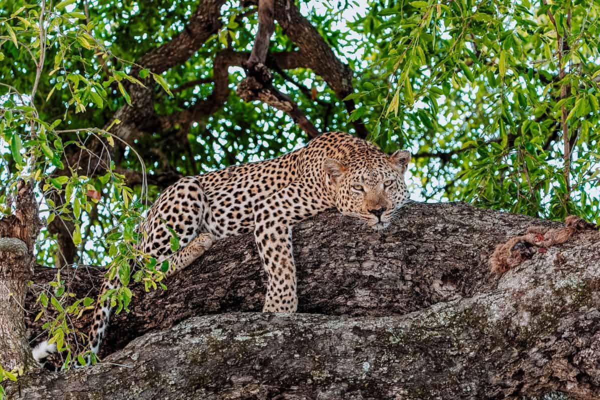 A leopard in a tree in Sabi Sands Private Reserve in South Africa