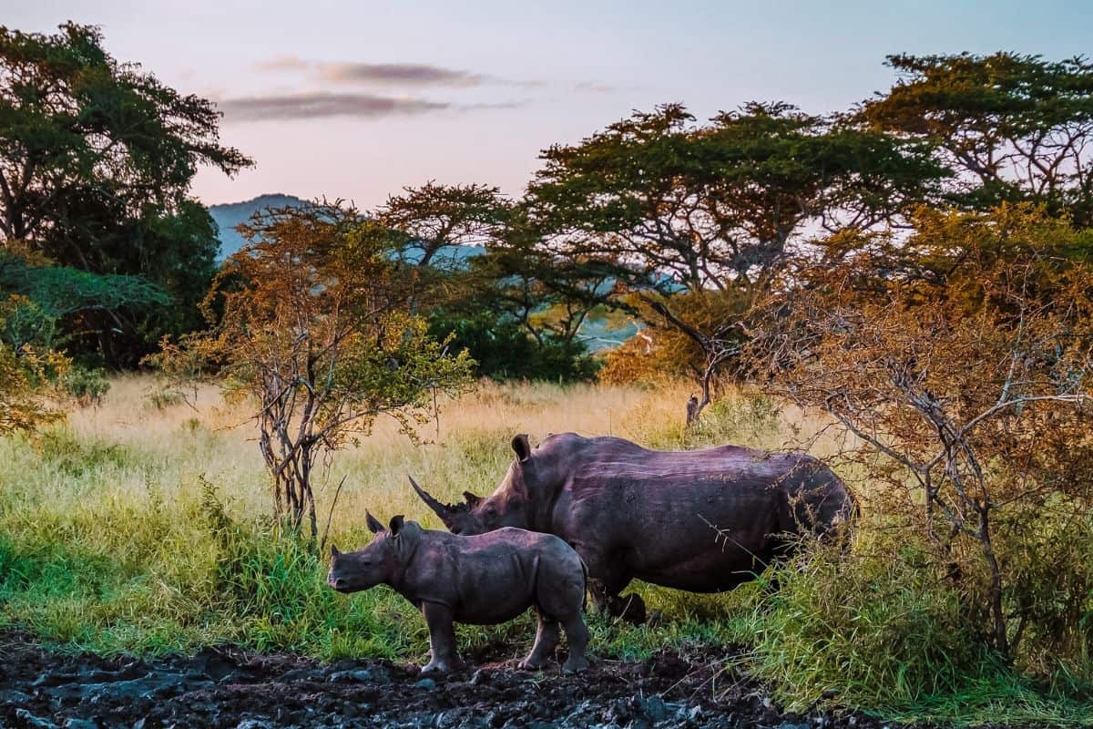 Two rhinos in a game reserve in South Africa
